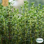Fröpåse Eco Grow Timjan Thymus Vulgaris