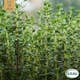 Fröpåse Eco Grow Timjan Thymus Vulgaris