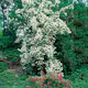 Prydnadsbuske Schersmin- Doftschersmin Omnia Garden 100-150 cm