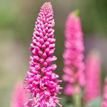 Prydnadsperenn Omnia Garden Hälllveronika First Love