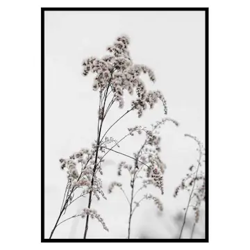 Poster Gallerix Dry Flowers