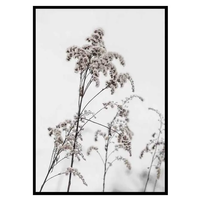 Poster Gallerix Dry Flowers