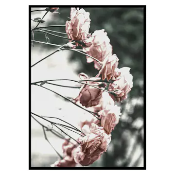 Poster Gallerix Rose Bush