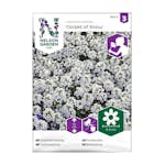 Frö Strandkrassing Nelson Garden Carpet of Snow