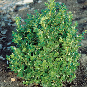 Buske Buxbom Omnia Garden (Buxus Faulkner) 20-30 cm