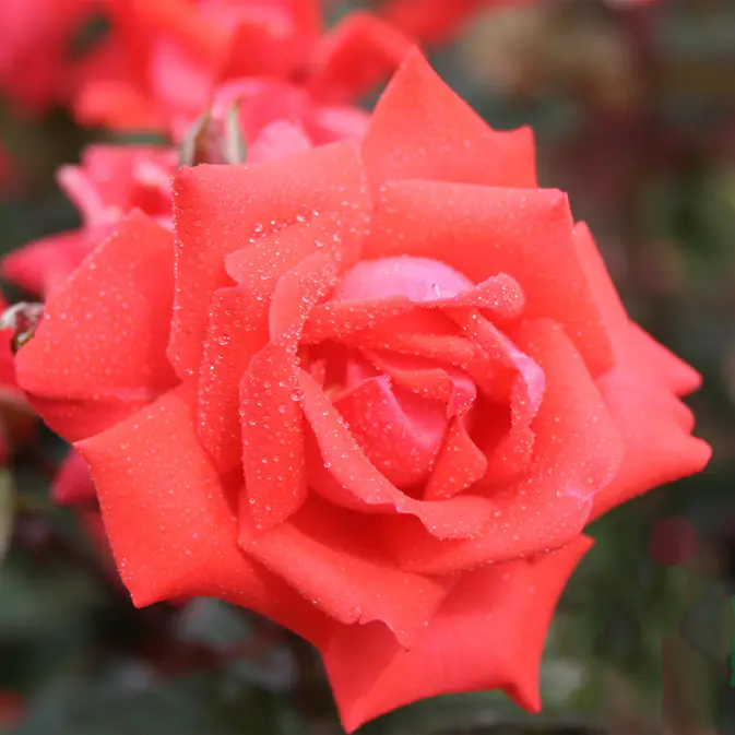 Flerblommig Rabattros Omnia Garden Piccolo