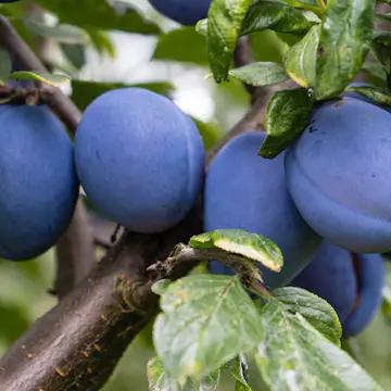 Plommonträd Omnia Garden Experimentalfältets Sviskon