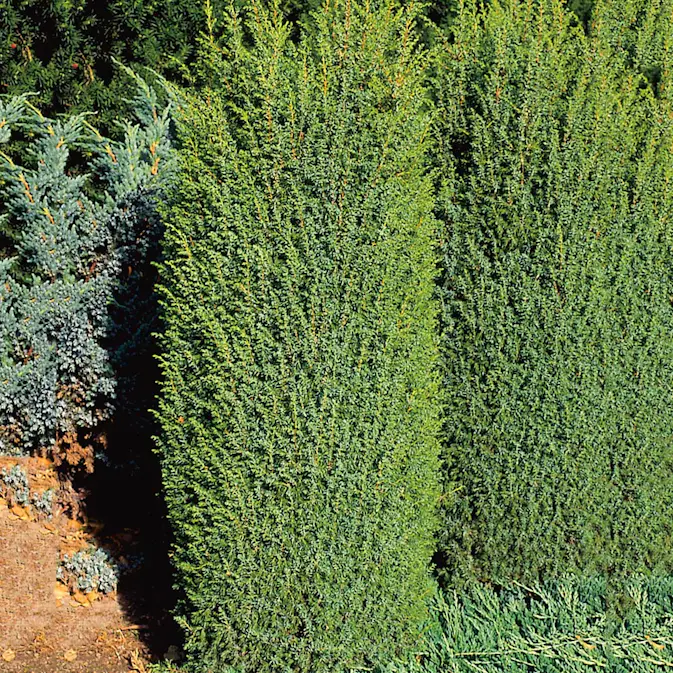 Träd-en Omnia Garden Suecia 40-45 cm