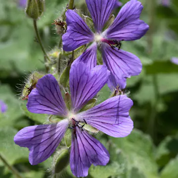 Nätnäva Omnia Garden Philippe Vapelle
