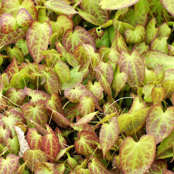 Sockblomma Omnia Garden Frohnleiten Taggig