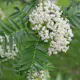 Prydnadsträd Omnia Garden Ullungrönn Dodong