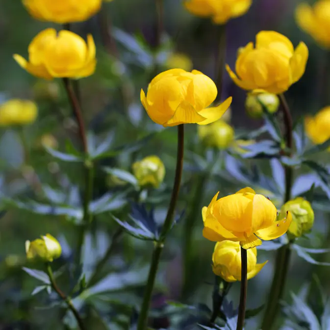 Perenn Omnia Garden Smörboll