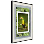 Poster Artgeist Affisch Toucan