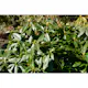 Rhododendron Omnia Garden Gomer Waterer 30-40 cm