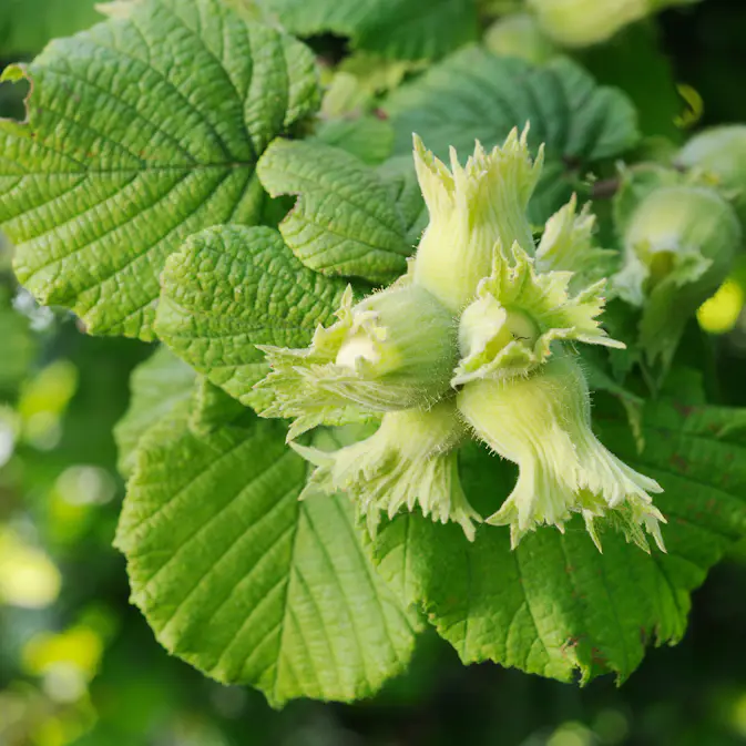 Buske Omnia Garden Hasselnöt Webb's Prize Cob