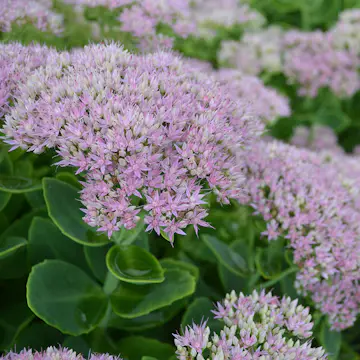 Rabattblomma Omnia Garden Kinesisk Kärleksört Granlunda