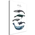 Tavla Arkiio Whales