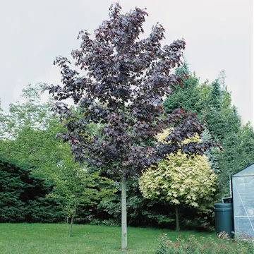 Prydnadsträd Skogslönn Omnia Garden 150-200 cm Acer Platanoides Royal Red