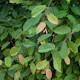 AvenBok Omnia Garden 20-40 cm Krukodlade