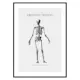Poster Gallerix Kroppens Skelett
