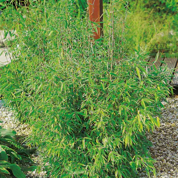 Prydnadsbuske Bergbambu Omnia Garden Simba