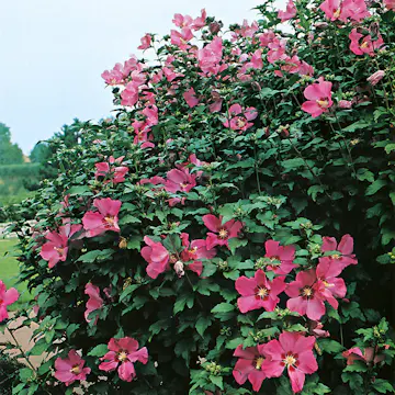 Prydnadsbuske Frilandshibiskus Omnia Garden Woodbridge