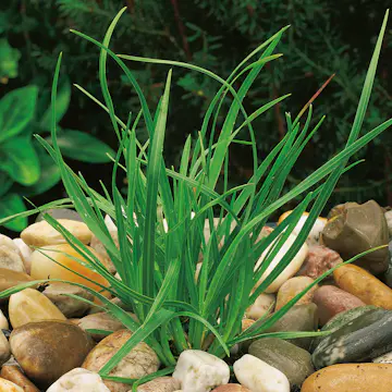 Prydnadsgräs Omnia Garden Vårälväxing