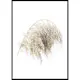 Poster Gallerix Boho Dried In Nature No2