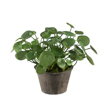 Konstväxt Mr Plant Elefantöra