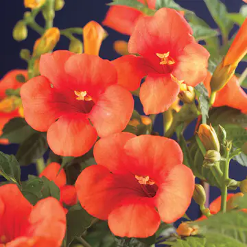 Klätterväxt Storblommig Trumpetranka Omnia Garden 40-60 cm