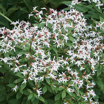 Perenn Omnia Garden Gillenia Trebladspira