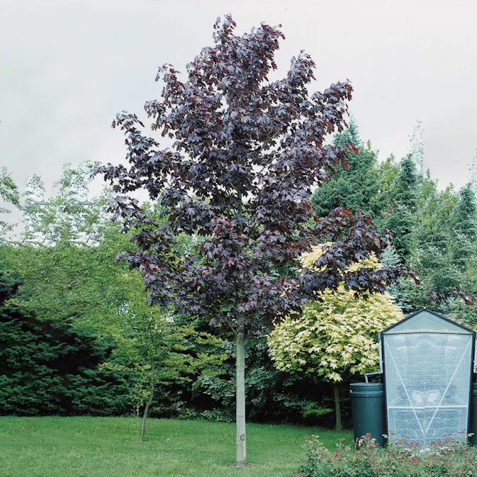 Prydnadsträd Skogslönn Omnia Garden Rödbladig 350-450 cm