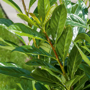 Häck Omnia Garden Lagerhägg Novita