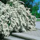 Buske Omnia Garden Bukettspirea 50-80 cm