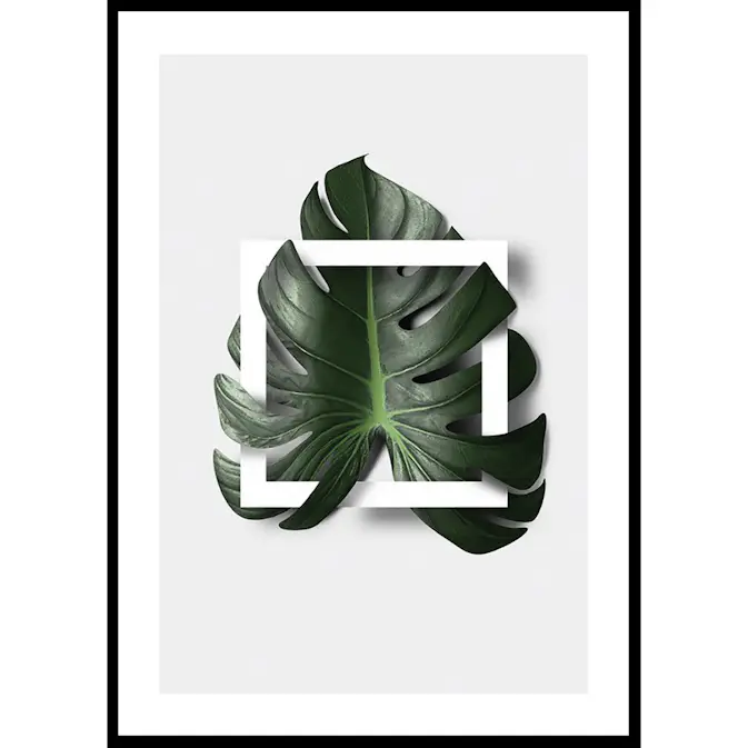 Poster Gallerix Monstera Boxed