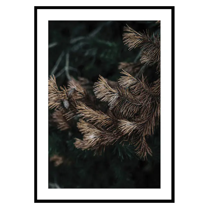 Poster Gallerix Fir Needle No2