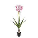 Konstväxt Mr Plant Nerine 125