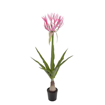 Konstväxt Mr Plant Nerine 125