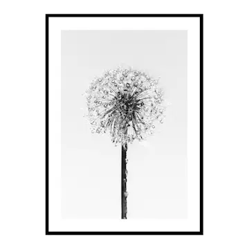 Poster Gallerix Dandelion With Dew
