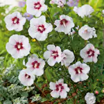 Prydnadsbuske Hibiskus Omnia Garden Friland Vit/Röd