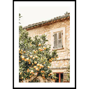 Poster Gallerix Lemon Grove Serenade