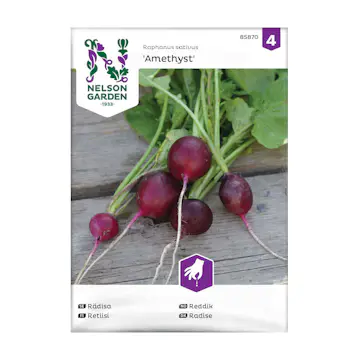 Frö Rädisa Nelson Garden Amethyst