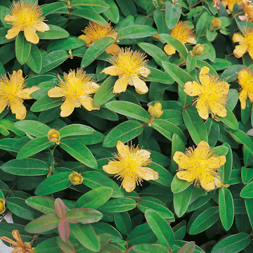 Rabattblomma Omnia Garden Prakthypericum