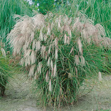 Prydnadsgräs Glansmiskantus Omnia Garden Japanskt Gräs Kleine Fontäne