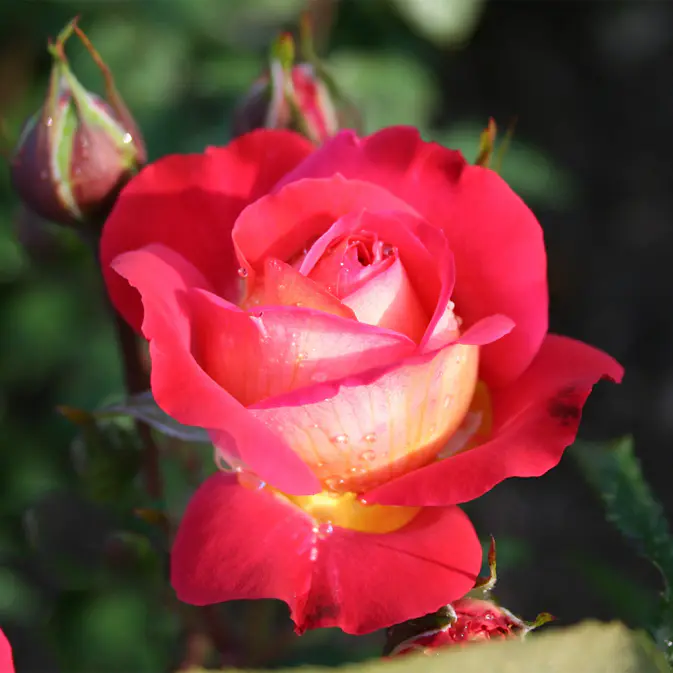 Flerblommig Rabattros Omnia Garden Midsummer