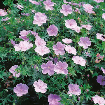 Rabattblomma Omnia Garden Blodnäva Apfelblüte