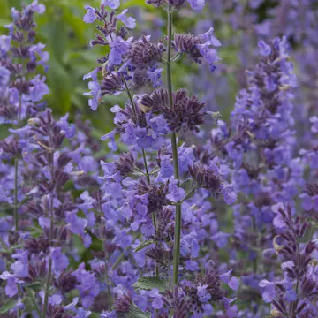 Perenn Omnia Garden Kantnepeta Walker´s Low
