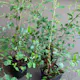 Buske Omnia Garden Bukettspirea 30-50cm Krukodlade