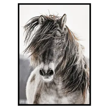 Poster Gallerix Wild Horse