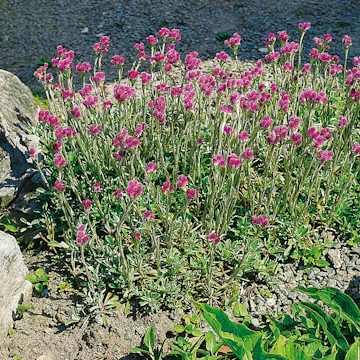 Perenn Omnia Garden Kattfot Rubra